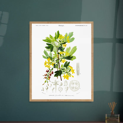 Planche botanique ancienne du Groseillier doré par Charles d'Orbigny. Planche naturaliste du Dictionnaire Universel d'Histoire Naturelle présentant un groseillier doré avec ses fleurs et fruits, ainsi que des détails anatomiques. Image d'illustration 6