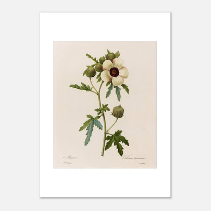 Planche botanique Hibiscus Trionum par Pierre-Joseph Redouté (21x29,7 cm (A4)). Planche botanique de Pierre-Joseph Redouté représentant une fleur d'Hibiscus Trionum, de couleur crème avec un cœur pourpre foncé, entourée de feuilles vertes et de boutons floraux.