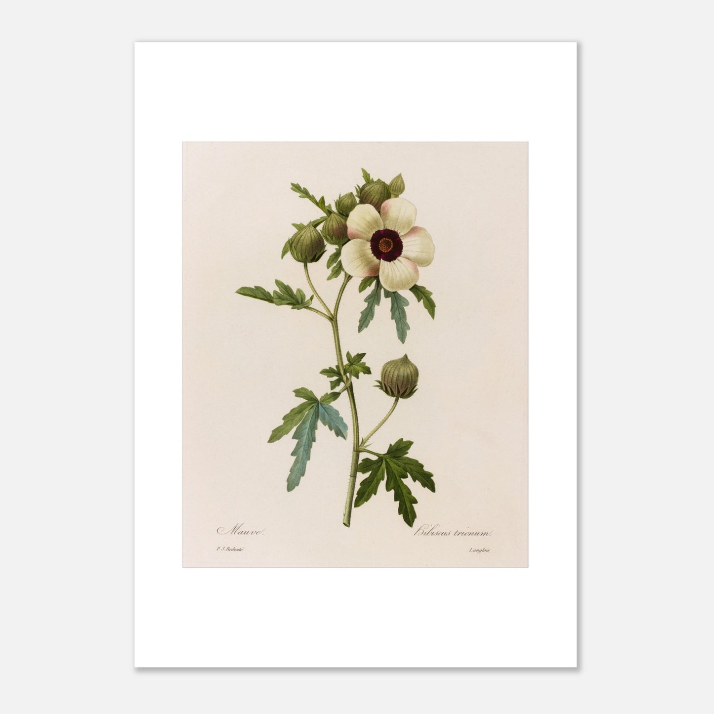 Planche botanique Hibiscus Trionum par Pierre-Joseph Redouté (29,7x42 cm (A3)). Planche botanique de Pierre-Joseph Redouté représentant une fleur d'Hibiscus Trionum, de couleur crème avec un cœur pourpre foncé, entourée de feuilles vertes et de boutons floraux.