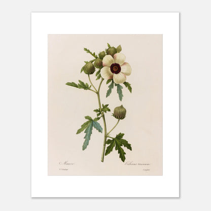 Planche botanique Hibiscus Trionum par Pierre-Joseph Redouté (40x50 cm). Planche botanique de Pierre-Joseph Redouté représentant une fleur d'Hibiscus Trionum, de couleur crème avec un cœur pourpre foncé, entourée de feuilles vertes et de boutons floraux.