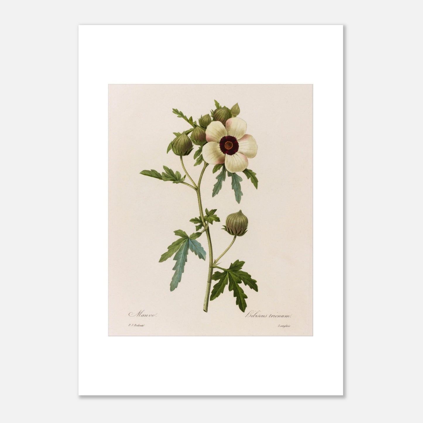 Planche botanique Hibiscus Trionum par Pierre-Joseph Redouté (50x70 cm). Planche botanique de Pierre-Joseph Redouté représentant une fleur d'Hibiscus Trionum, de couleur crème avec un cœur pourpre foncé, entourée de feuilles vertes et de boutons floraux.