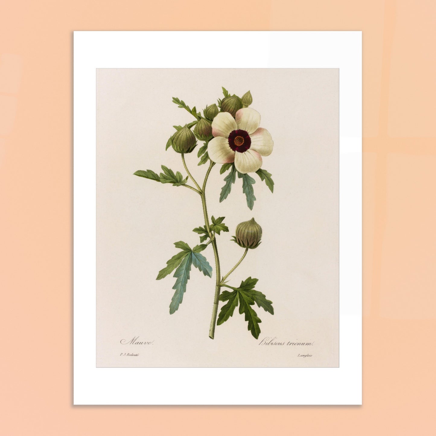 Planche botanique Hibiscus Trionum par Pierre-Joseph Redouté. Planche botanique de Pierre-Joseph Redouté représentant une fleur d'Hibiscus Trionum, de couleur crème avec un cœur pourpre foncé, entourée de feuilles vertes et de boutons floraux. Image d'illustration 6