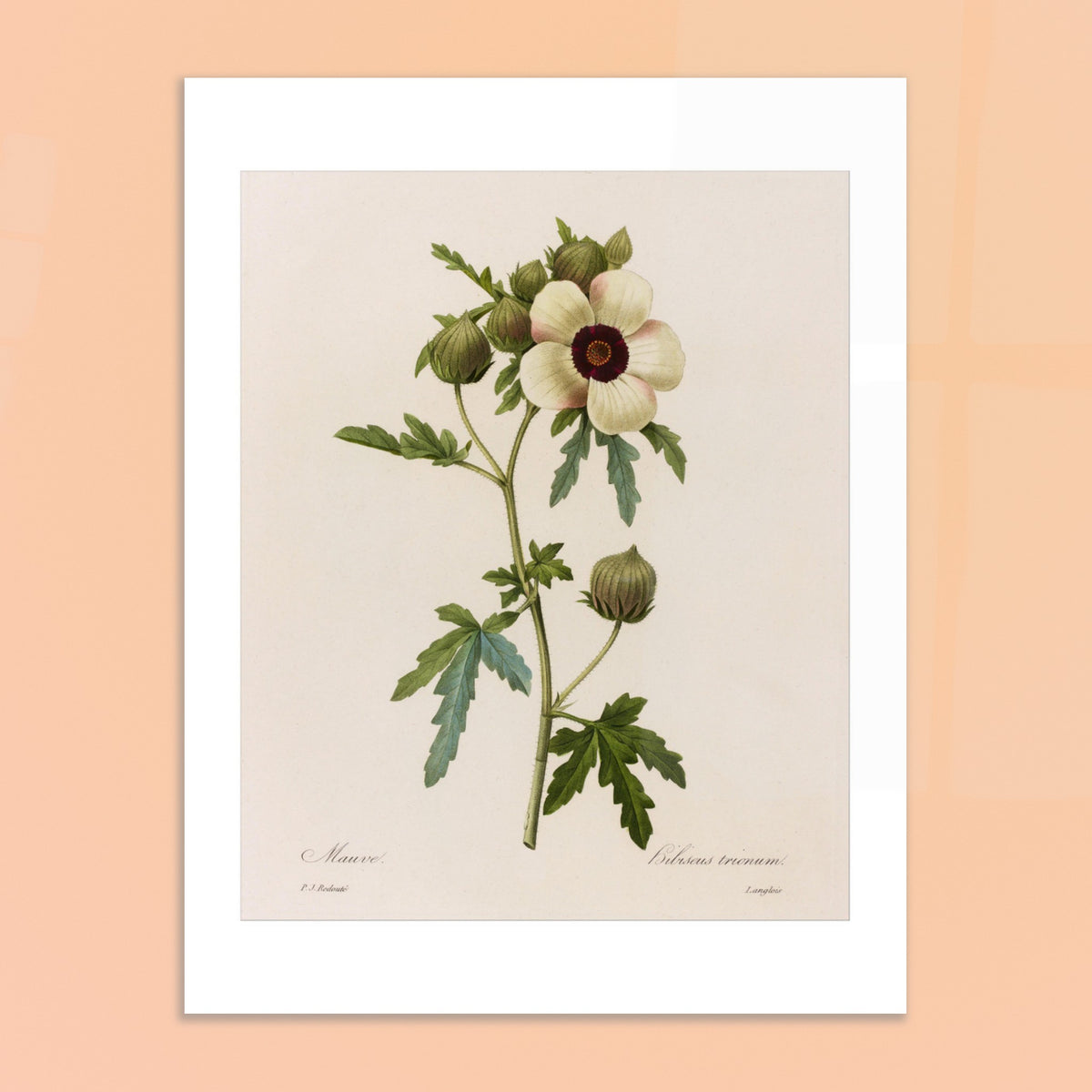 Botanische Tafel Hibiscus Trionum von Pierre-Joseph Redouté. Botanische Tafel von Pierre-Joseph Redouté, die eine Blüte von Hibiscus Trionum darstellt, cremefarben mit dunkelviolettem Zentrum, umgeben von grünen Blättern und Blütenknospen.