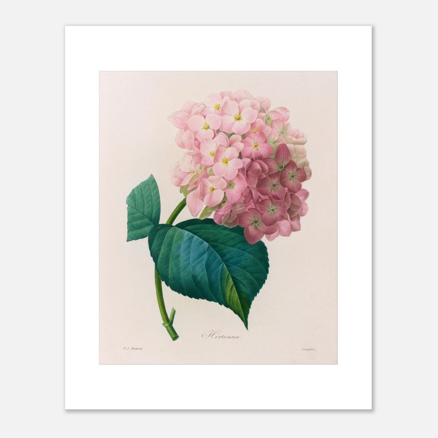 Planche botanique ancienne Hortensia par Pierre-Joseph Redouté (40x50 cm). Planche botanique ancienne d'une hortensia par Pierre-Joseph Redouté, montrant une fleur rose avec des feuilles vertes sur fond beige.