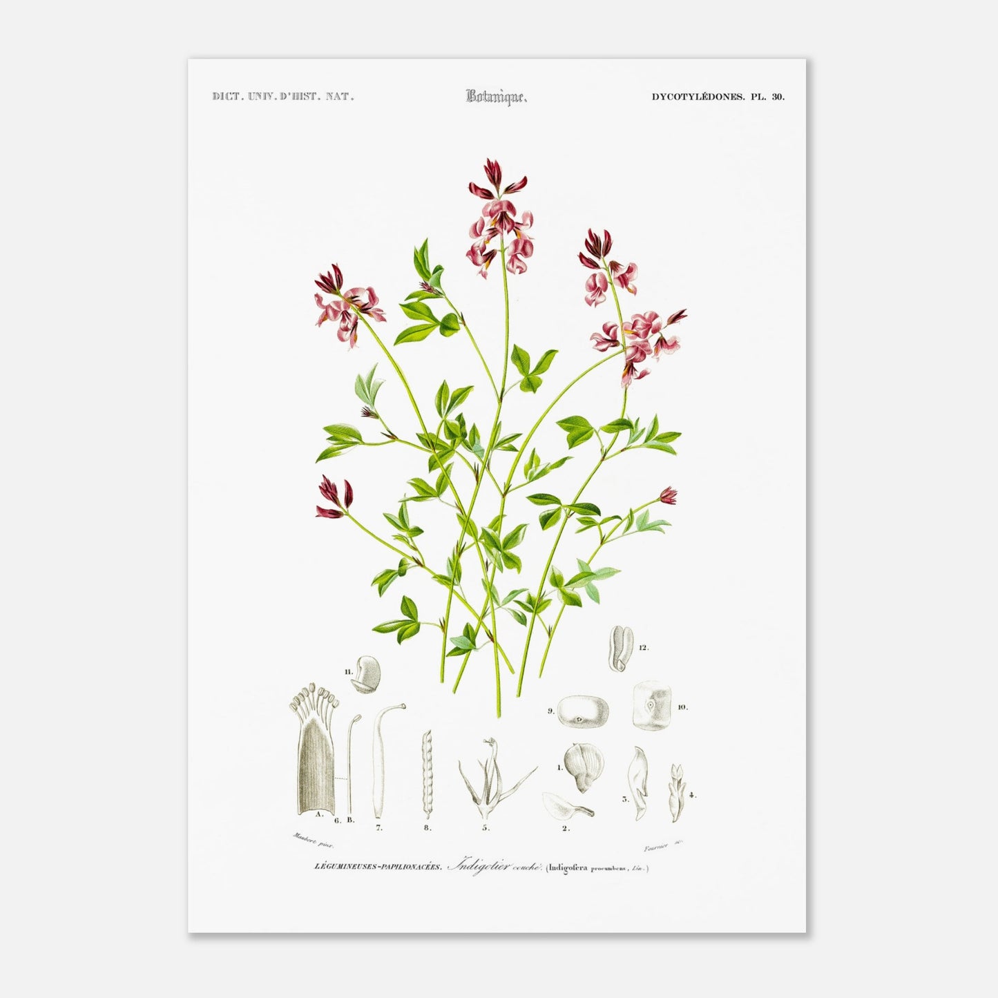 Planche botanique de l'Indigotier couché - Charles d'Orbigny (29,7x42 cm (A3)). Planche botanique ancienne illustrant l'indigotier couché, avec des détails de la plante.