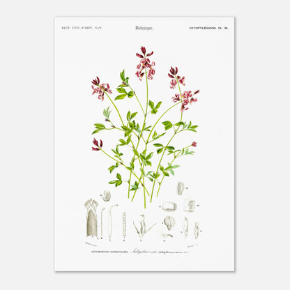 Planche botanique de l'Indigotier couché - Charles d'Orbigny (29,7x42 cm (A3)). Planche botanique ancienne illustrant l'indigotier couché, avec des détails de la plante.