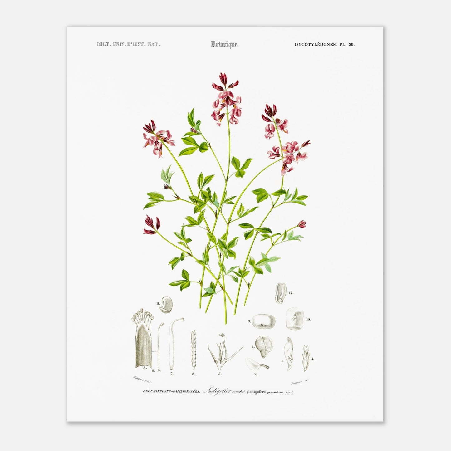 Planche botanique de l'Indigotier couché - Charles d'Orbigny (40x50 cm). Planche botanique ancienne illustrant l'indigotier couché, avec des détails de la plante.