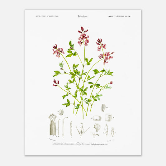 Planche botanique de l'Indigotier couché - Charles d'Orbigny (40x50 cm). Planche botanique ancienne illustrant l'indigotier couché, avec des détails de la plante.