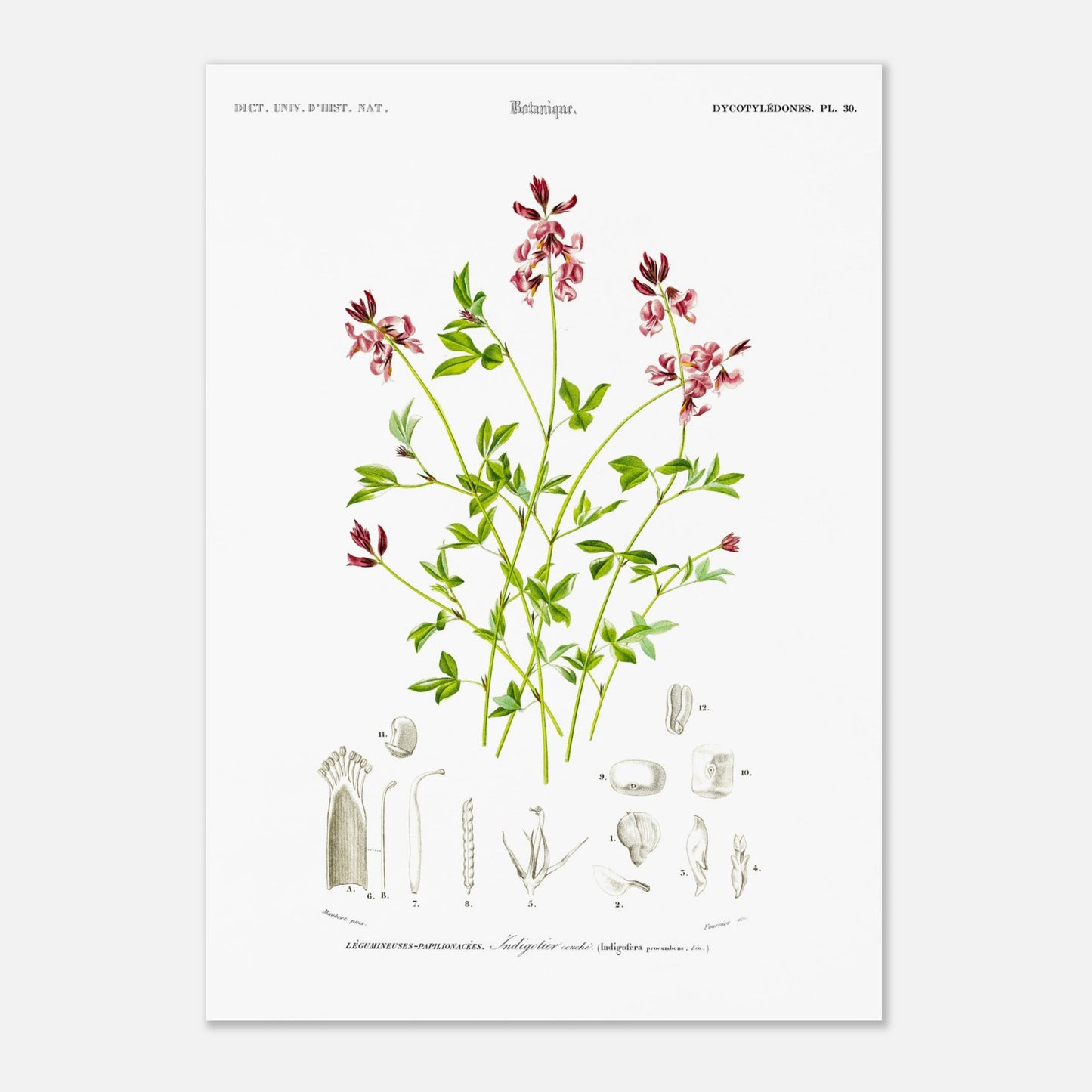 Planche botanique de l'Indigotier couché - Charles d'Orbigny (42x59,4 cm (A2)). Planche botanique ancienne illustrant l'indigotier couché, avec des détails de la plante.