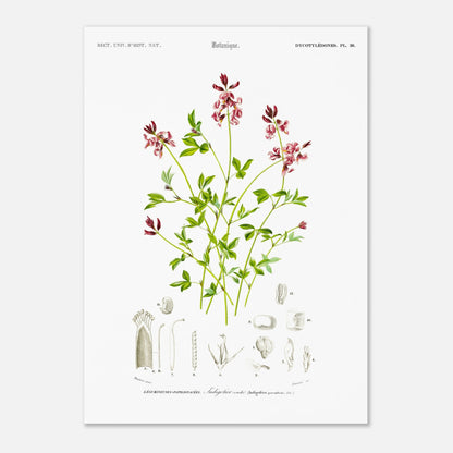 Planche botanique de l'Indigotier couché - Charles d'Orbigny (50x70 cm). Planche botanique ancienne illustrant l'indigotier couché, avec des détails de la plante.