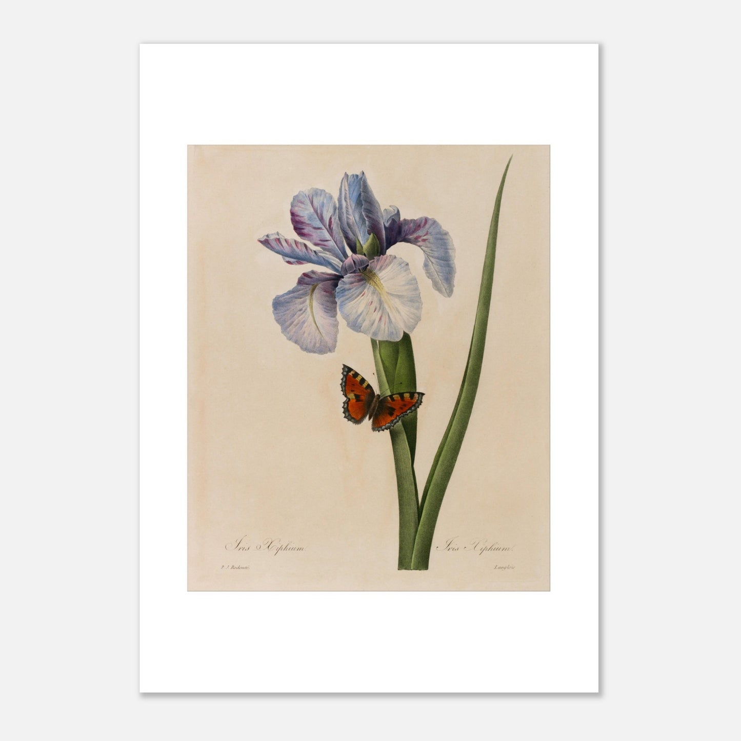 Planche ancienne Iris Xyphium par Pierre-Joseph Redouté (21x29,7 cm (A4)). Planche botanique ancienne d'un Iris Xyphium par Pierre-Joseph Redouté, représentant une fleur bleue et blanche avec un papillon sur fond beige.