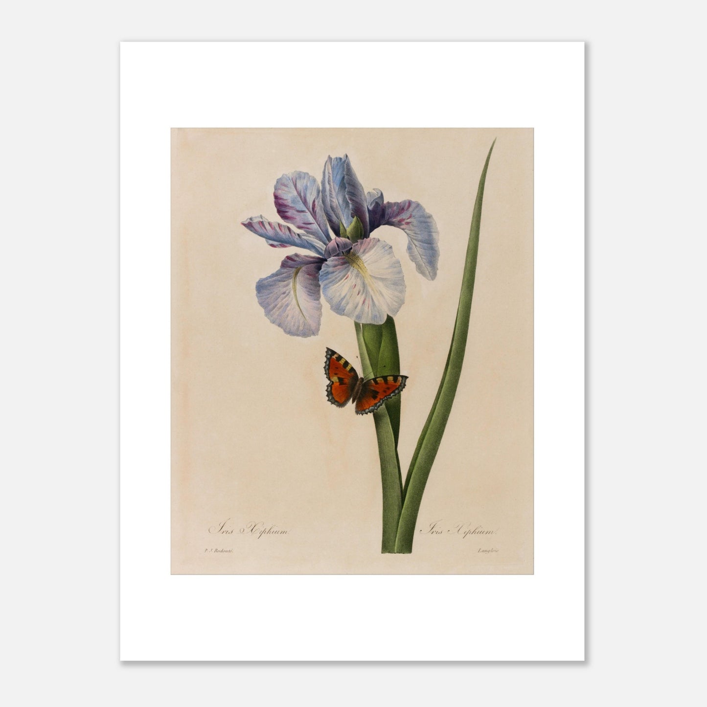 Planche ancienne Iris Xyphium par Pierre-Joseph Redouté (30x40 cm). Planche botanique ancienne d'un Iris Xyphium par Pierre-Joseph Redouté, représentant une fleur bleue et blanche avec un papillon sur fond beige.