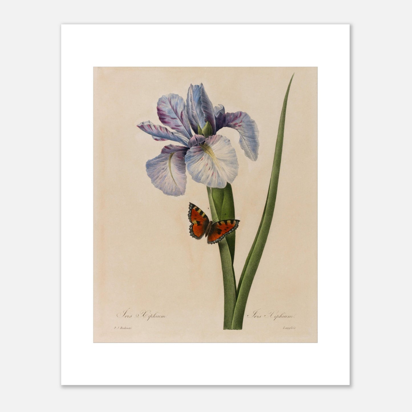 Planche ancienne Iris Xyphium par Pierre-Joseph Redouté (40x50 cm). Planche botanique ancienne d'un Iris Xyphium par Pierre-Joseph Redouté, représentant une fleur bleue et blanche avec un papillon sur fond beige.