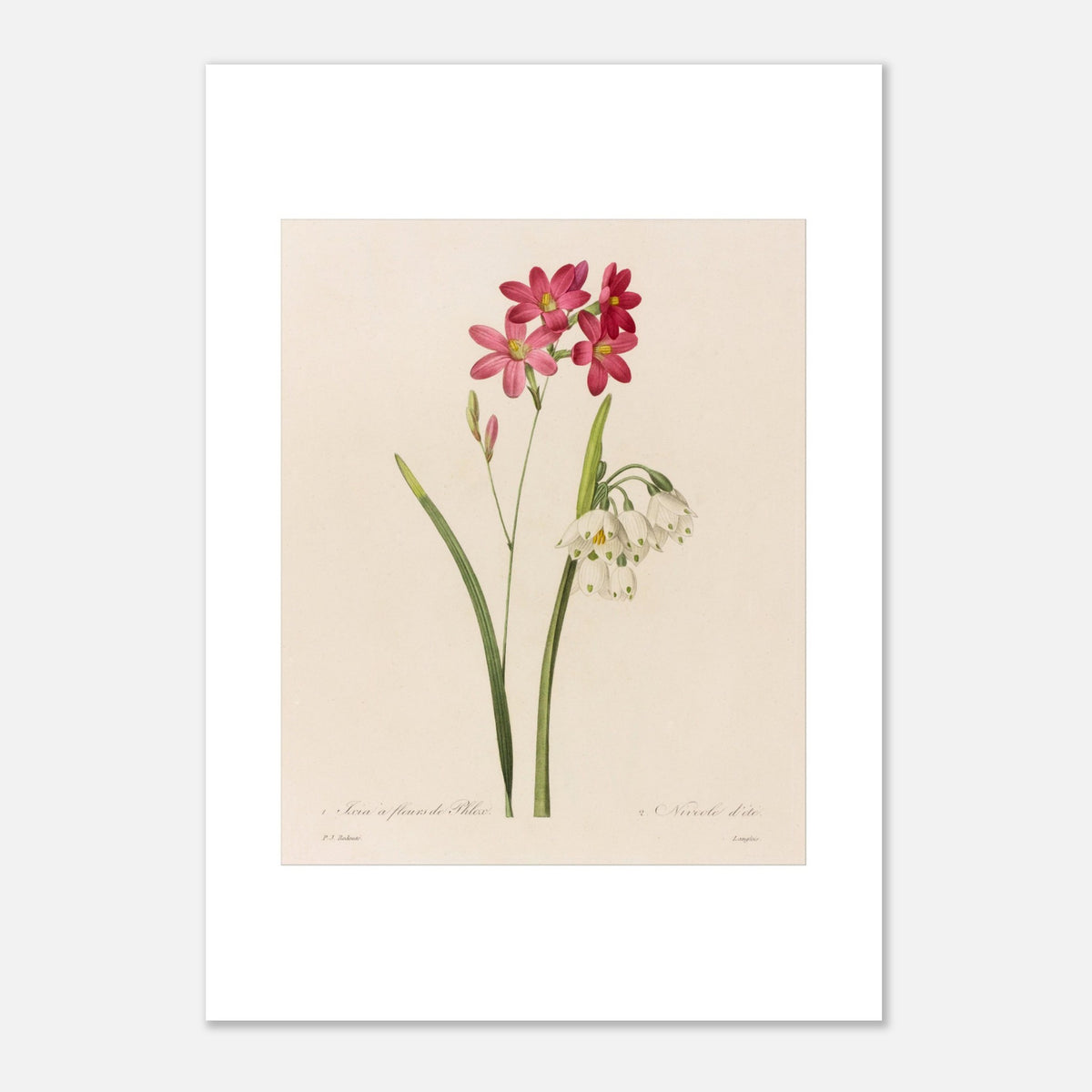 Illustration Ixia à Fleurs de Phlox et Nivéole d’Été de Redouté (42x59,4 cm (A2)). Planche botanique de Ixia à Fleurs de Phlox et Nivéole d’Été par Pierre-Joseph Redouté.
