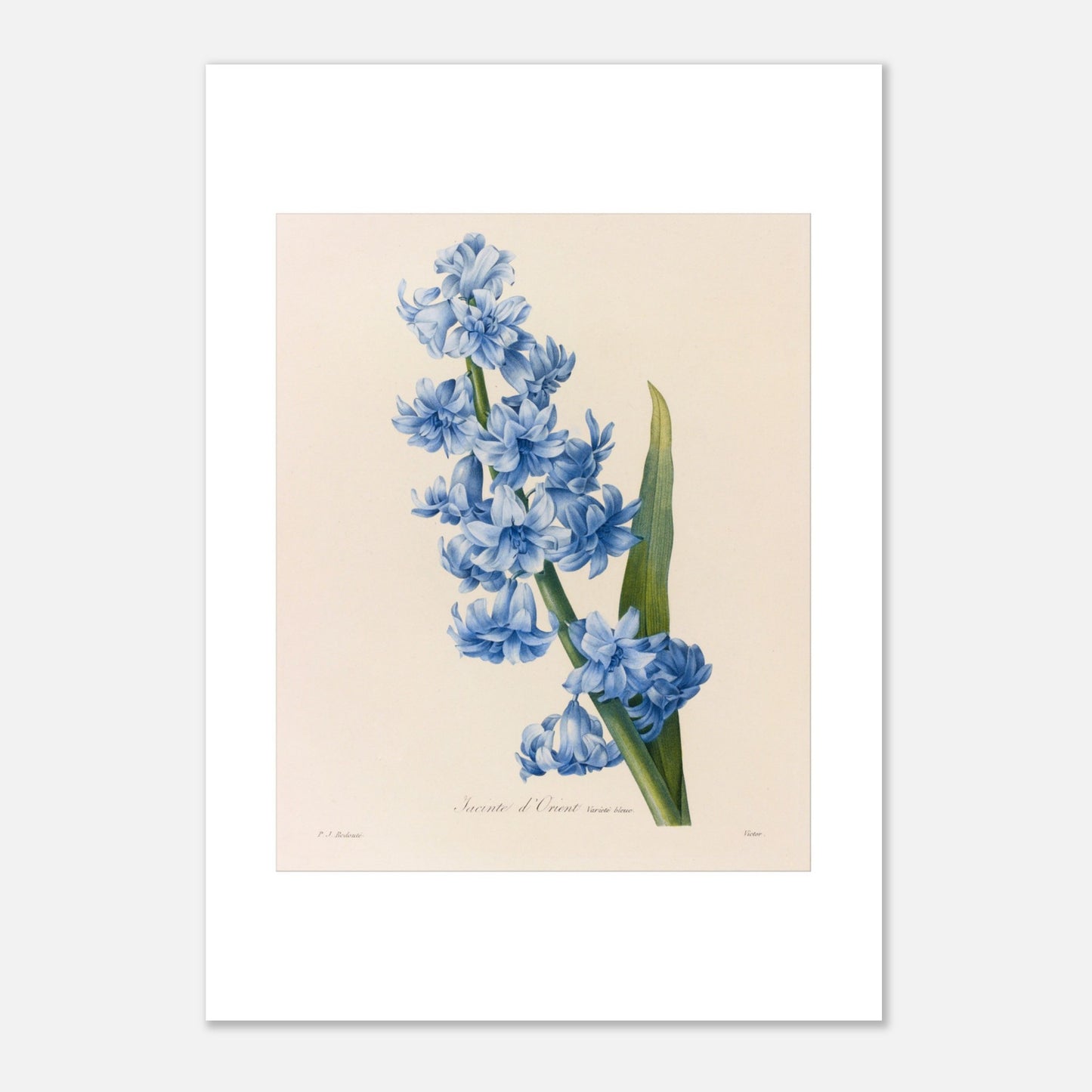 Planche botanique ancienne Jacinthe d’Orient Bleue par Pierre-Joseph Redouté (21x29,7 cm (A4)). Planche botanique d'une Jacinthe d’Orient Bleue par Pierre-Joseph Redouté, montrant une tige dense de petites fleurs bleues vives avec une longue feuille verte.
