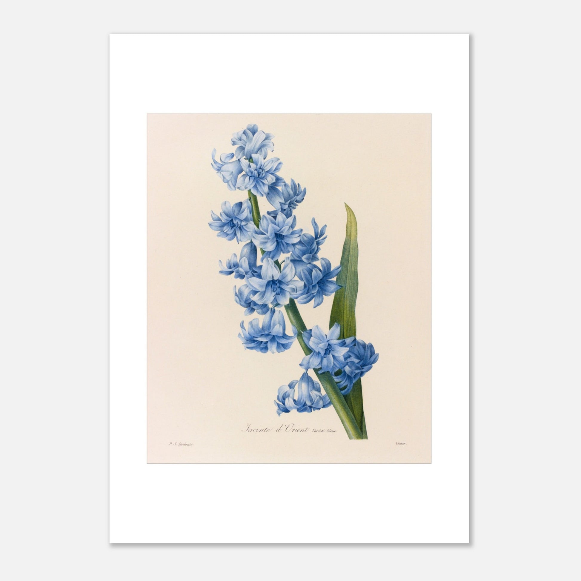 Planche botanique ancienne Jacinthe d’Orient Bleue par Pierre-Joseph Redouté (21x29,7 cm (A4)). Planche botanique d'une Jacinthe d’Orient Bleue par Pierre-Joseph Redouté, montrant une tige dense de petites fleurs bleues vives avec une longue feuille verte.