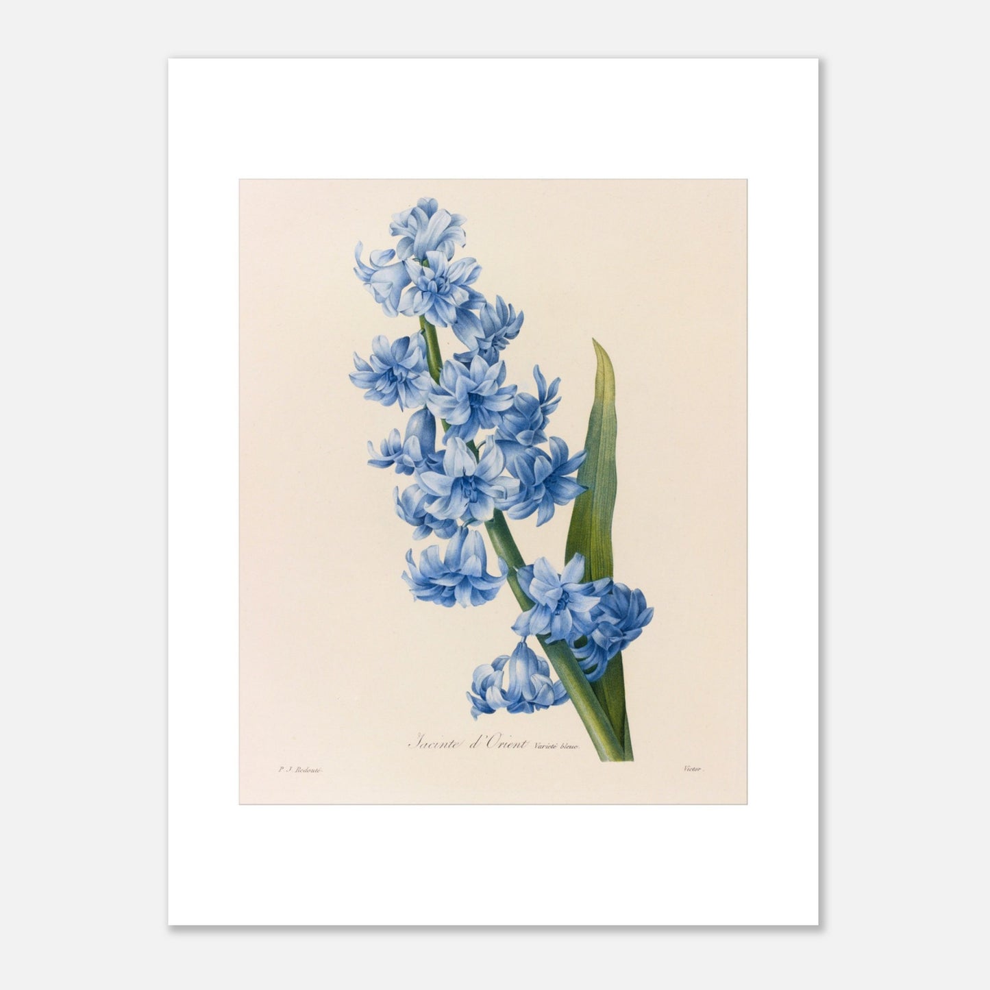 Planche botanique ancienne Jacinthe d’Orient Bleue par Pierre-Joseph Redouté (30x40 cm). Planche botanique d'une Jacinthe d’Orient Bleue par Pierre-Joseph Redouté, montrant une tige dense de petites fleurs bleues vives avec une longue feuille verte.