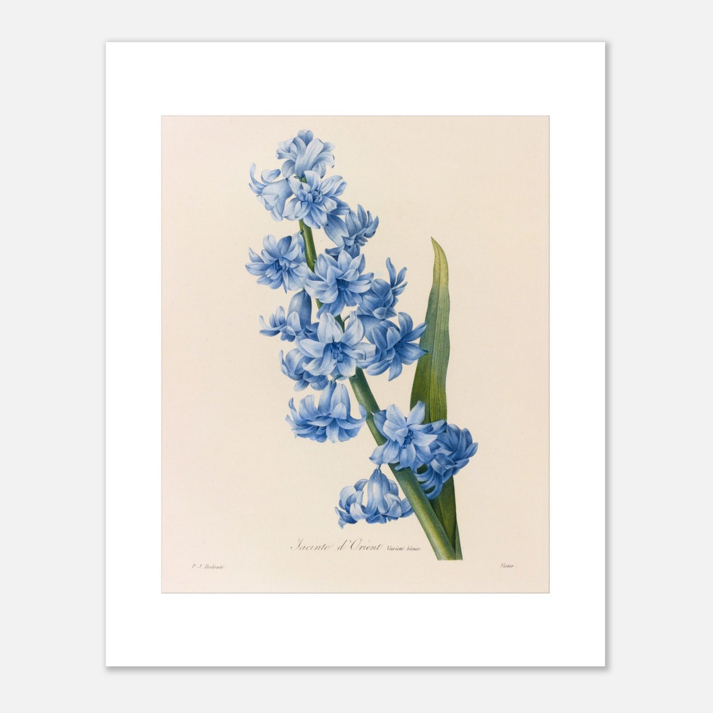 Planche botanique ancienne Jacinthe d’Orient Bleue par Pierre-Joseph Redouté (40x50 cm). Planche botanique d'une Jacinthe d’Orient Bleue par Pierre-Joseph Redouté, montrant une tige dense de petites fleurs bleues vives avec une longue feuille verte.