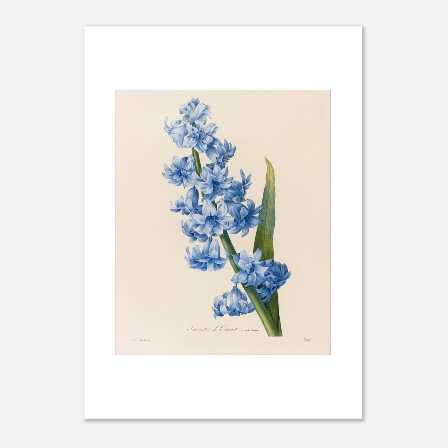 Planche botanique ancienne Jacinthe d’Orient Bleue par Pierre-Joseph Redouté (42x59,4 cm (A2)). Planche botanique d'une Jacinthe d’Orient Bleue par Pierre-Joseph Redouté, montrant une tige dense de petites fleurs bleues vives avec une longue feuille verte.