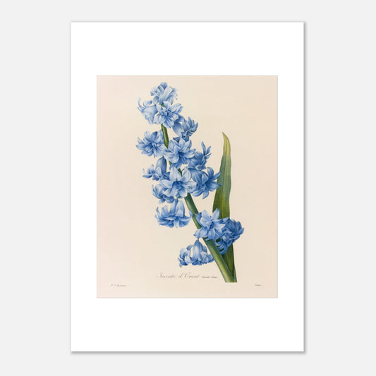 Planche botanique ancienne Jacinthe d’Orient Bleue par Pierre-Joseph Redouté (42x59,4 cm (A2)). Planche botanique d'une Jacinthe d’Orient Bleue par Pierre-Joseph Redouté, montrant une tige dense de petites fleurs bleues vives avec une longue feuille verte.