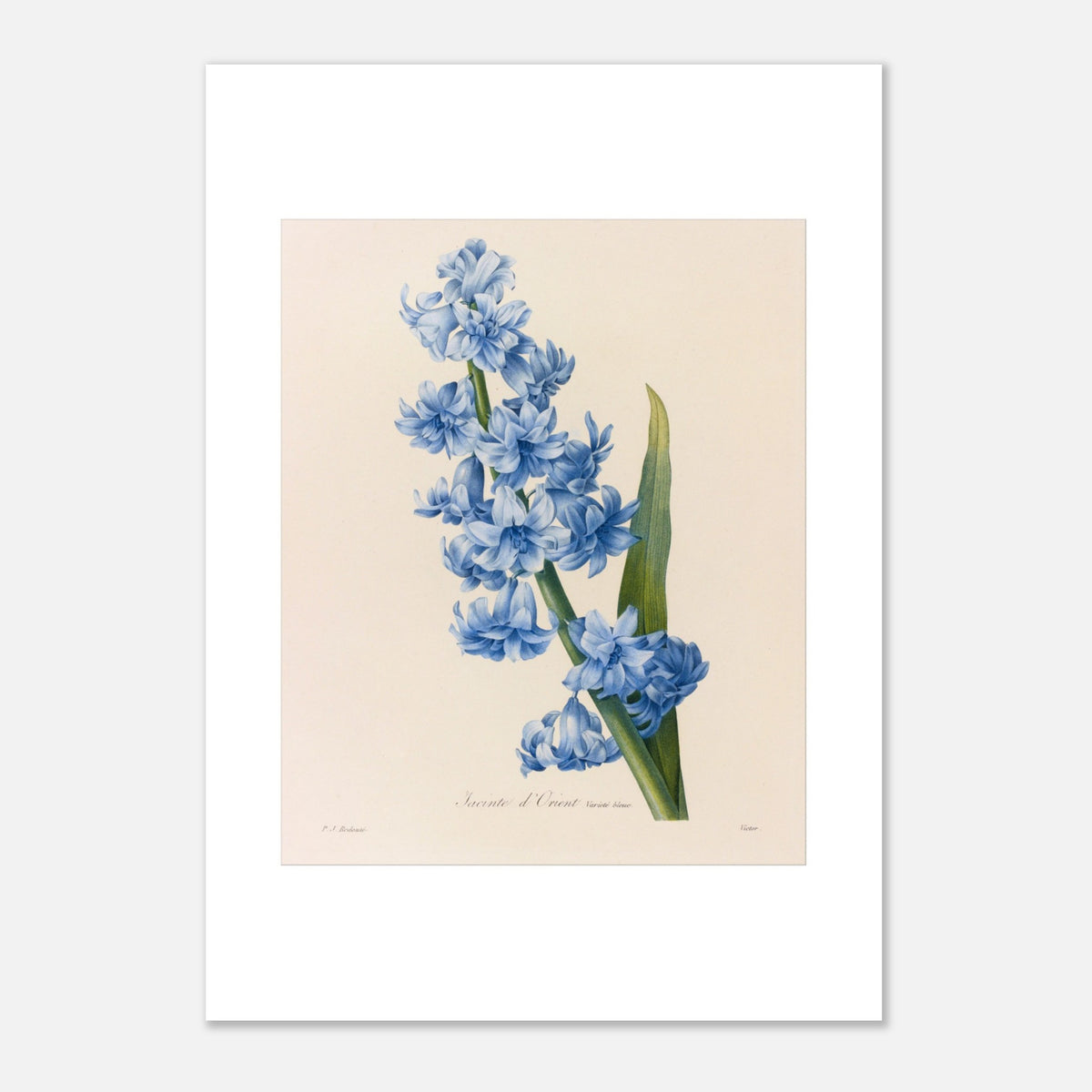 Antique Blue Oriental Hyacinth Botanical Plate by Pierre-Joseph Redouté (42x59,4 cm (A2) / 16.5x23.4″). Botanical plate of a Blue Eastern Hyacinth by Pierre-Joseph Redouté, showing a dense stem of bright blue small flowers with a long green leaf.