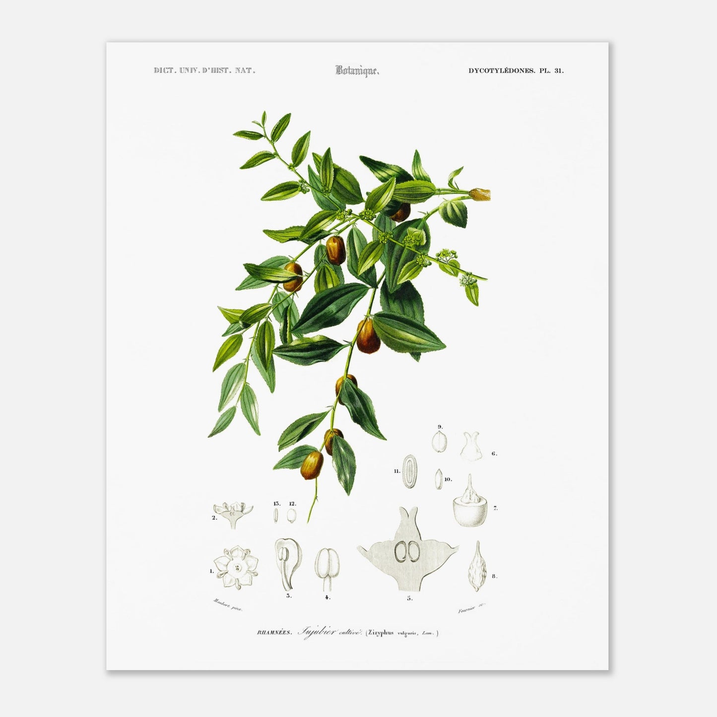 Planche botanique : Jujubier cultivé par Charles d'Orbigny (40x50 cm). Illustration botanique ancienne représentant une branche de jujubier cultivé avec des feuilles vertes, des fleurs et des fruits, ainsi que des dessins détaillés de ses différentes parties.