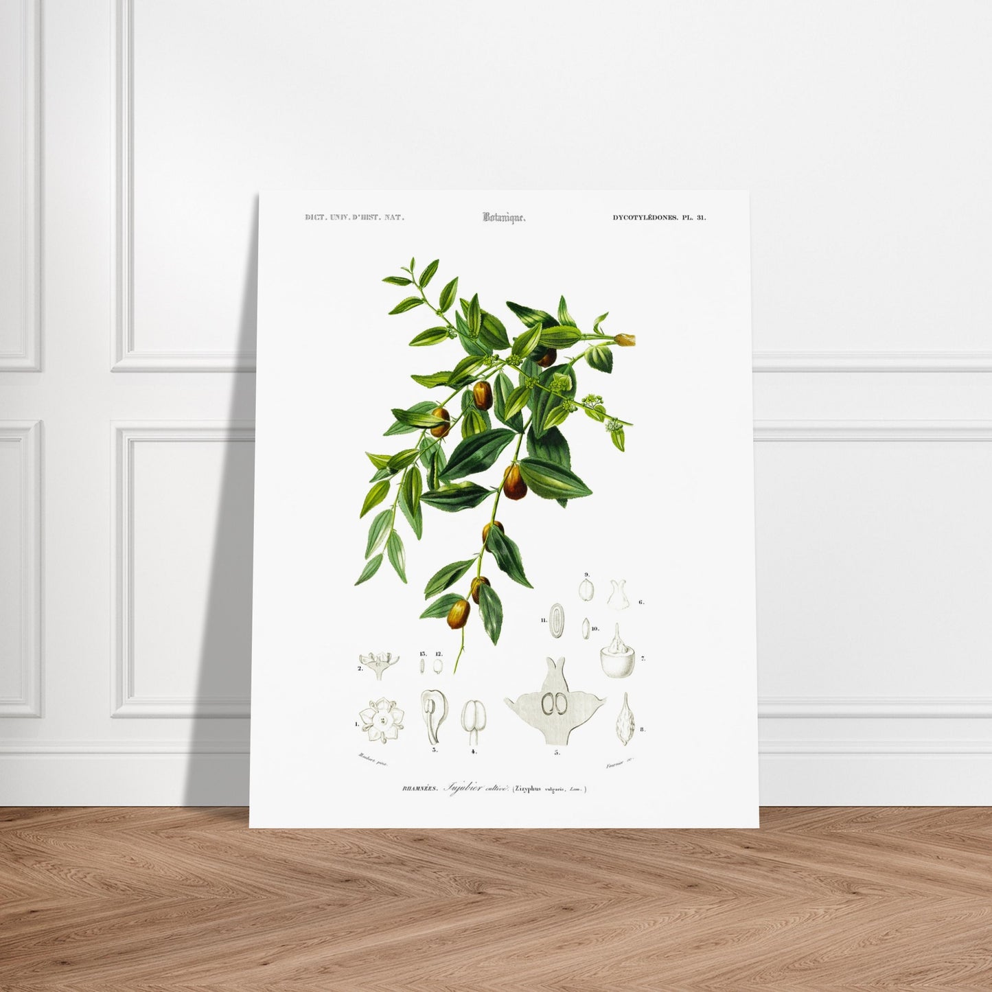 Planche botanique : Jujubier cultivé par Charles d'Orbigny. Illustration botanique ancienne représentant une branche de jujubier cultivé avec des feuilles vertes, des fleurs et des fruits, ainsi que des dessins détaillés de ses différentes parties. Image d'illustration 5