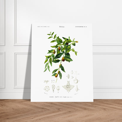 Planche botanique : Jujubier cultivé par Charles d'Orbigny. Illustration botanique ancienne représentant une branche de jujubier cultivé avec des feuilles vertes, des fleurs et des fruits, ainsi que des dessins détaillés de ses différentes parties. Image d'illustration 5