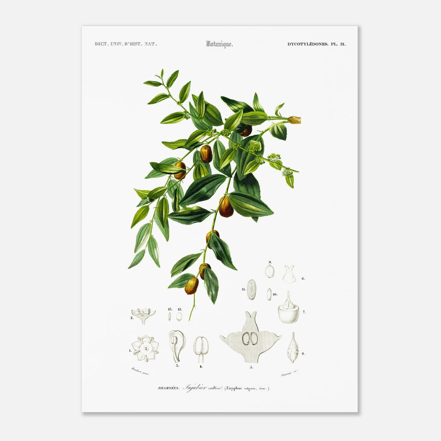 Planche botanique : Jujubier cultivé par Charles d'Orbigny (50x70 cm). Illustration botanique ancienne représentant une branche de jujubier cultivé avec des feuilles vertes, des fleurs et des fruits, ainsi que des dessins détaillés de ses différentes parties.