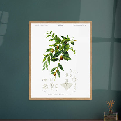 Planche botanique : Jujubier cultivé par Charles d'Orbigny. Illustration botanique ancienne représentant une branche de jujubier cultivé avec des feuilles vertes, des fleurs et des fruits, ainsi que des dessins détaillés de ses différentes parties. Image d'illustration 6