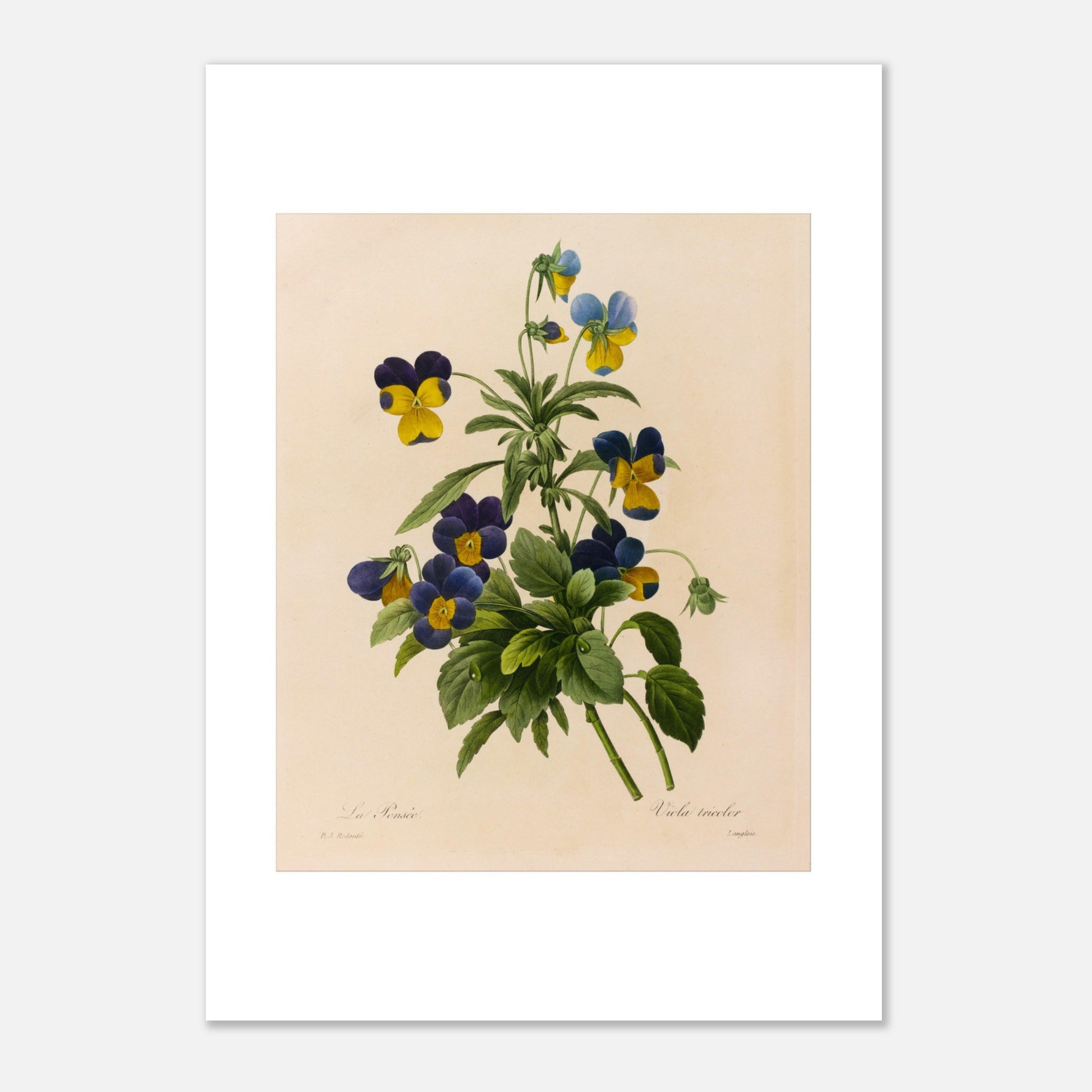 Planche botanique ancienne La Pensée par Pierre-Joseph Redouté (21x29,7 cm (A4)). Planche botanique par Pierre-Joseph Redouté représentant des pensées (Viola tricolor) bleues et jaunes avec des feuilles vertes sur fond crème.