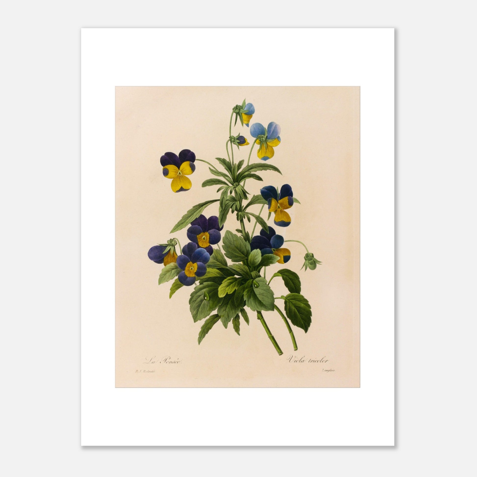 Planche botanique ancienne La Pensée par Pierre-Joseph Redouté (30x40 cm). Planche botanique par Pierre-Joseph Redouté représentant des pensées (Viola tricolor) bleues et jaunes avec des feuilles vertes sur fond crème.
