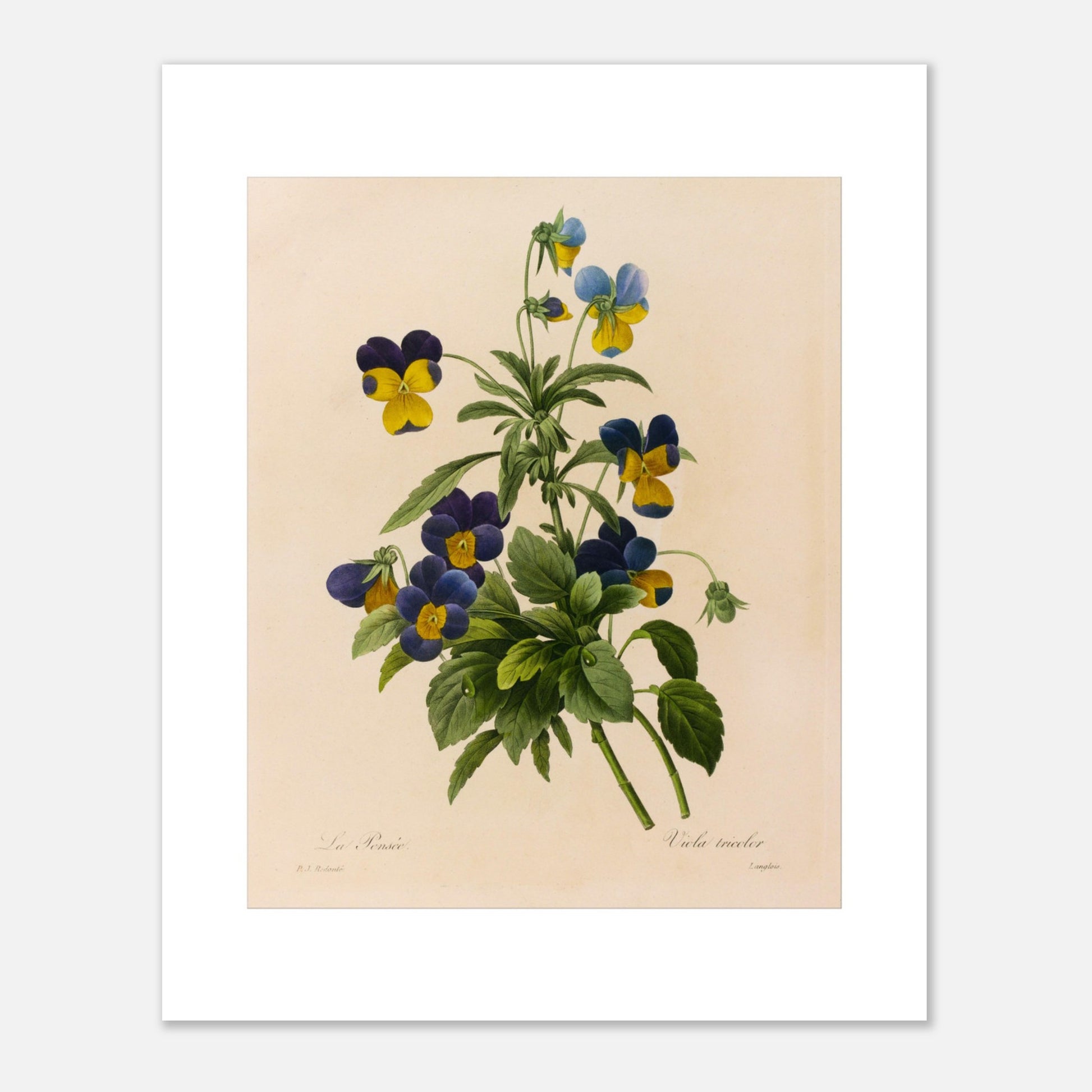 Planche botanique ancienne La Pensée par Pierre-Joseph Redouté (40x50 cm). Planche botanique par Pierre-Joseph Redouté représentant des pensées (Viola tricolor) bleues et jaunes avec des feuilles vertes sur fond crème.