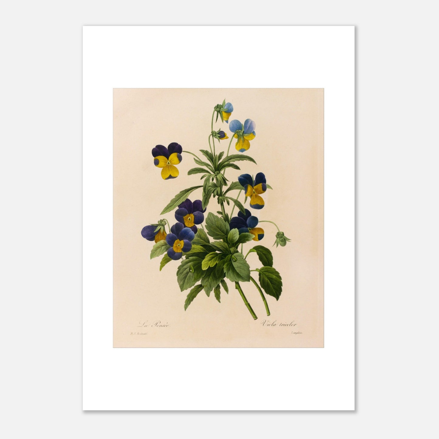 Planche botanique ancienne La Pensée par Pierre-Joseph Redouté (42x59,4 cm (A2)). Planche botanique par Pierre-Joseph Redouté représentant des pensées (Viola tricolor) bleues et jaunes avec des feuilles vertes sur fond crème.