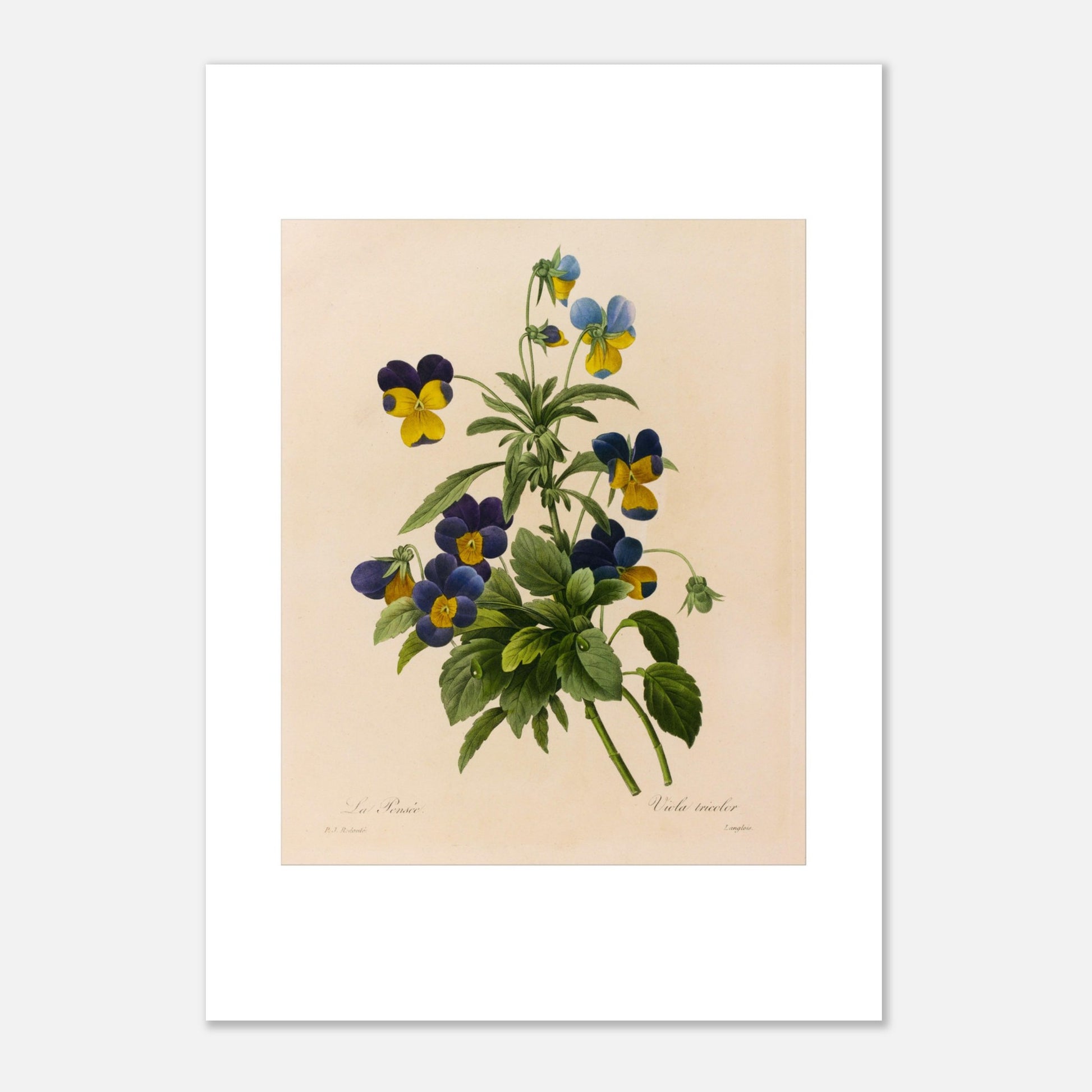 Planche botanique ancienne La Pensée par Pierre-Joseph Redouté (42x59,4 cm (A2)). Planche botanique par Pierre-Joseph Redouté représentant des pensées (Viola tricolor) bleues et jaunes avec des feuilles vertes sur fond crème.