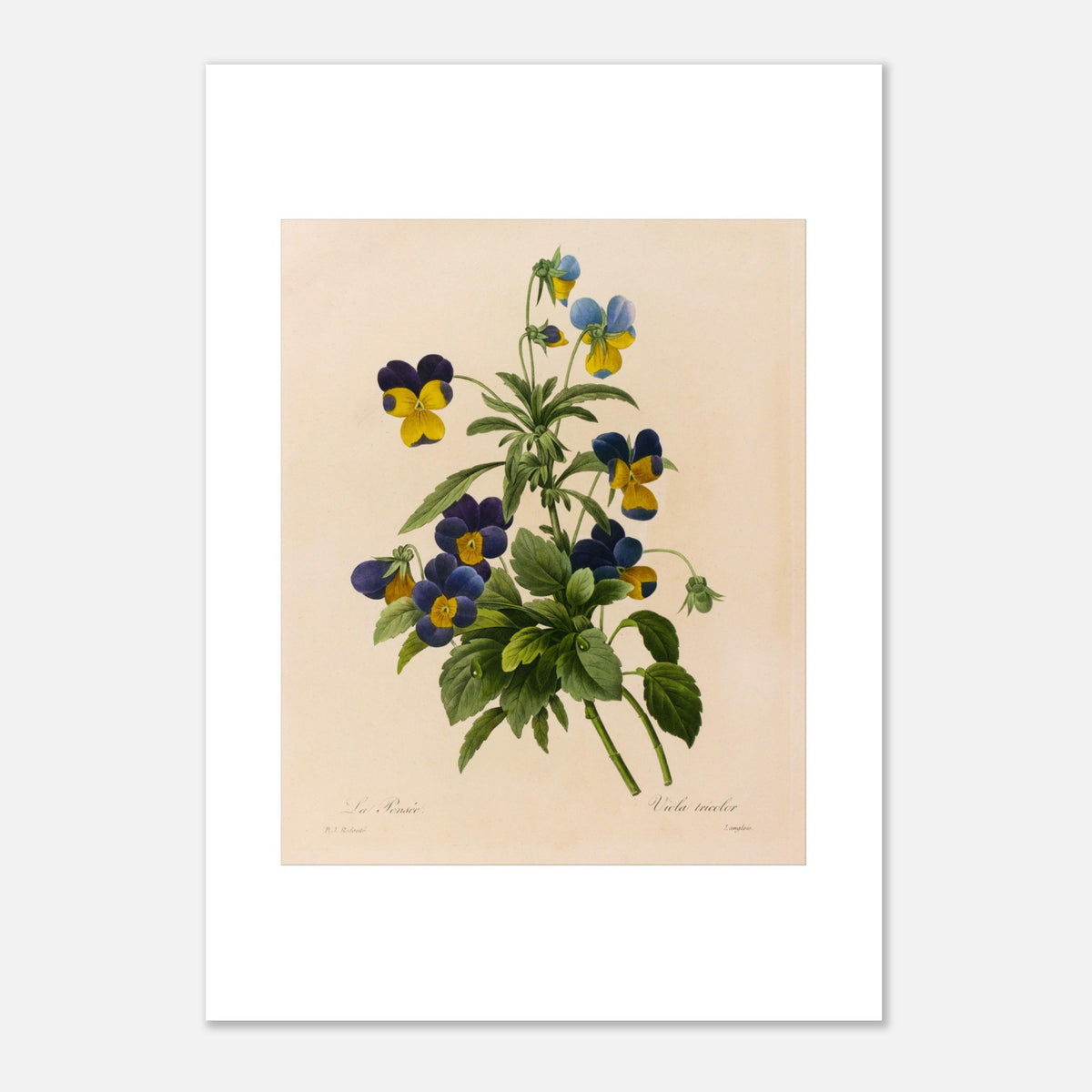 Antica tavola botanica La Pansé (La Pensa) di Redouté (42x59,4 cm (A2)). Tavola botanica di Pierre-Joseph Redouté raffigurante viole del pensiero (Viola tricolor) blu e gialle con foglie verdi su fondo crema.