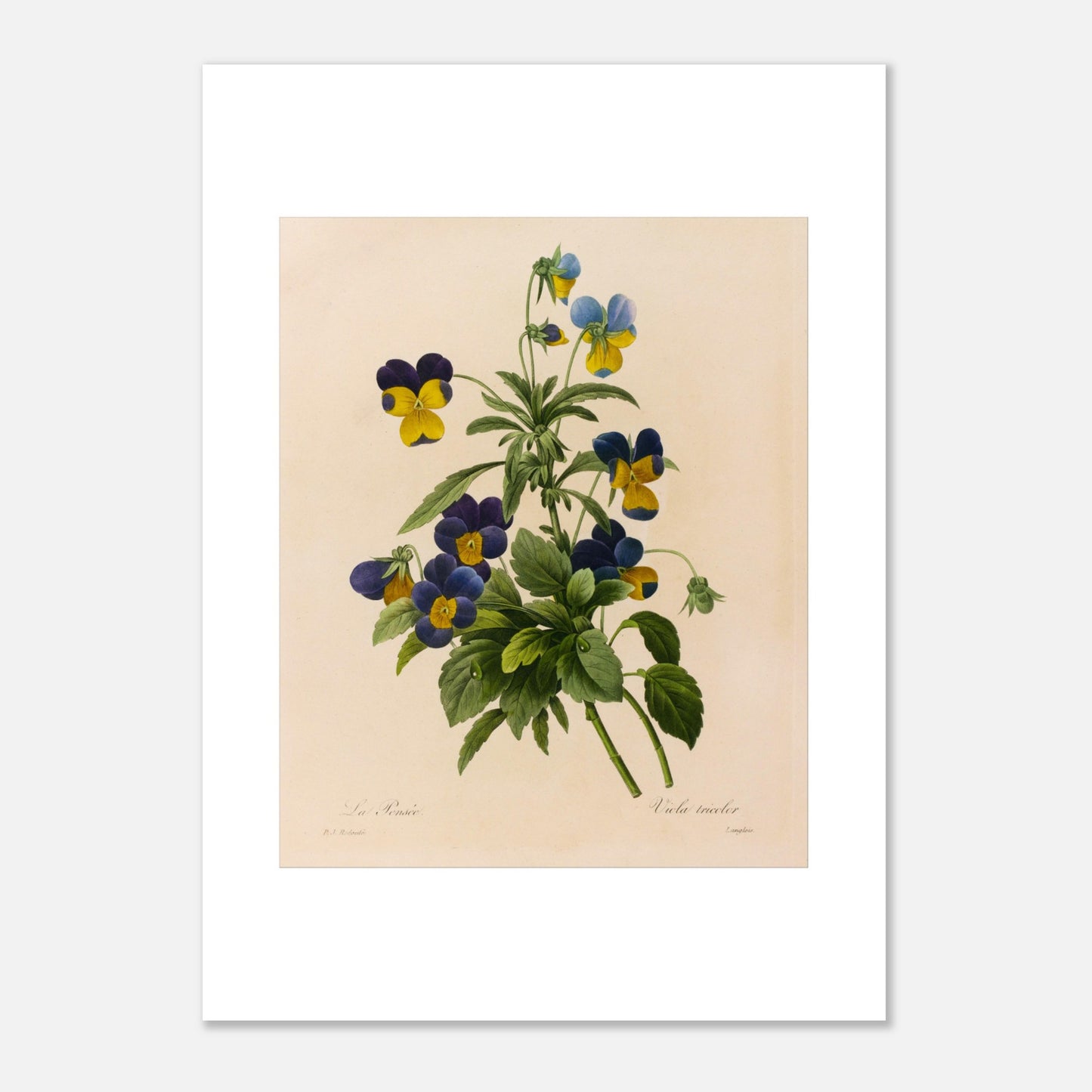 Planche botanique ancienne La Pensée par Pierre-Joseph Redouté (50x70 cm). Planche botanique par Pierre-Joseph Redouté représentant des pensées (Viola tricolor) bleues et jaunes avec des feuilles vertes sur fond crème.