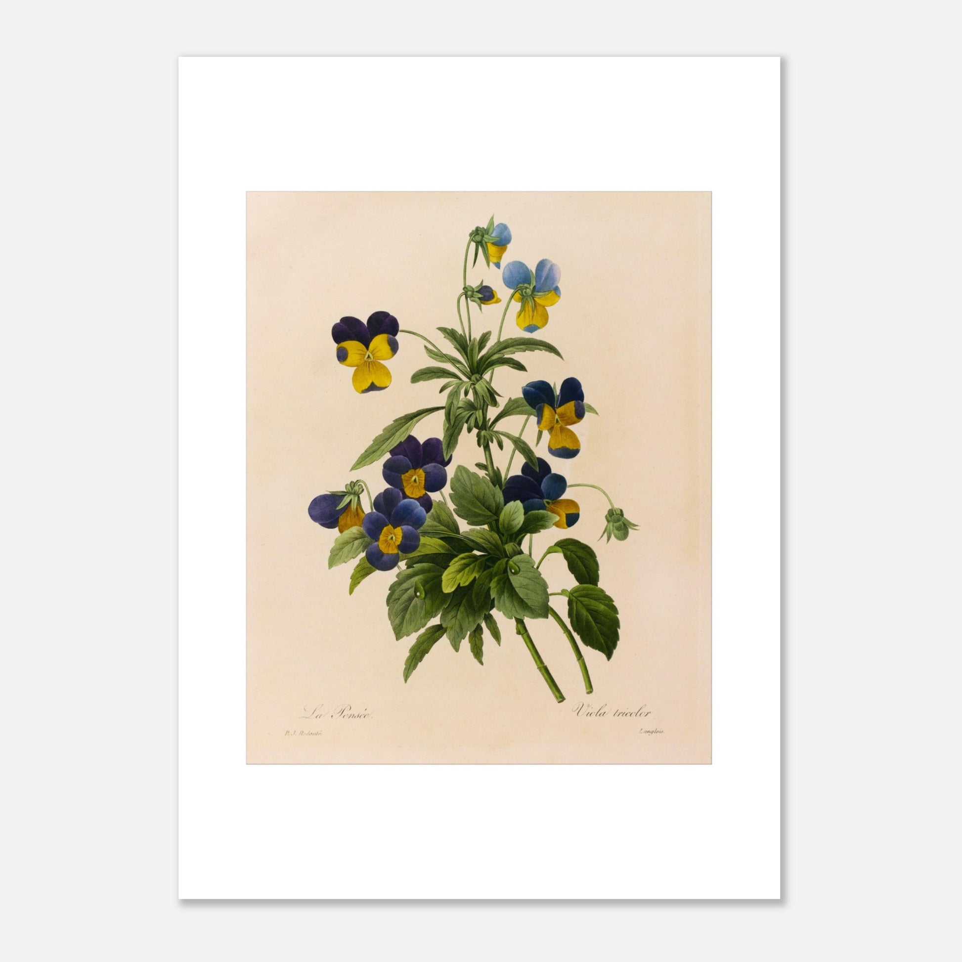 Planche botanique ancienne La Pensée par Pierre-Joseph Redouté (50x70 cm). Planche botanique par Pierre-Joseph Redouté représentant des pensées (Viola tricolor) bleues et jaunes avec des feuilles vertes sur fond crème.