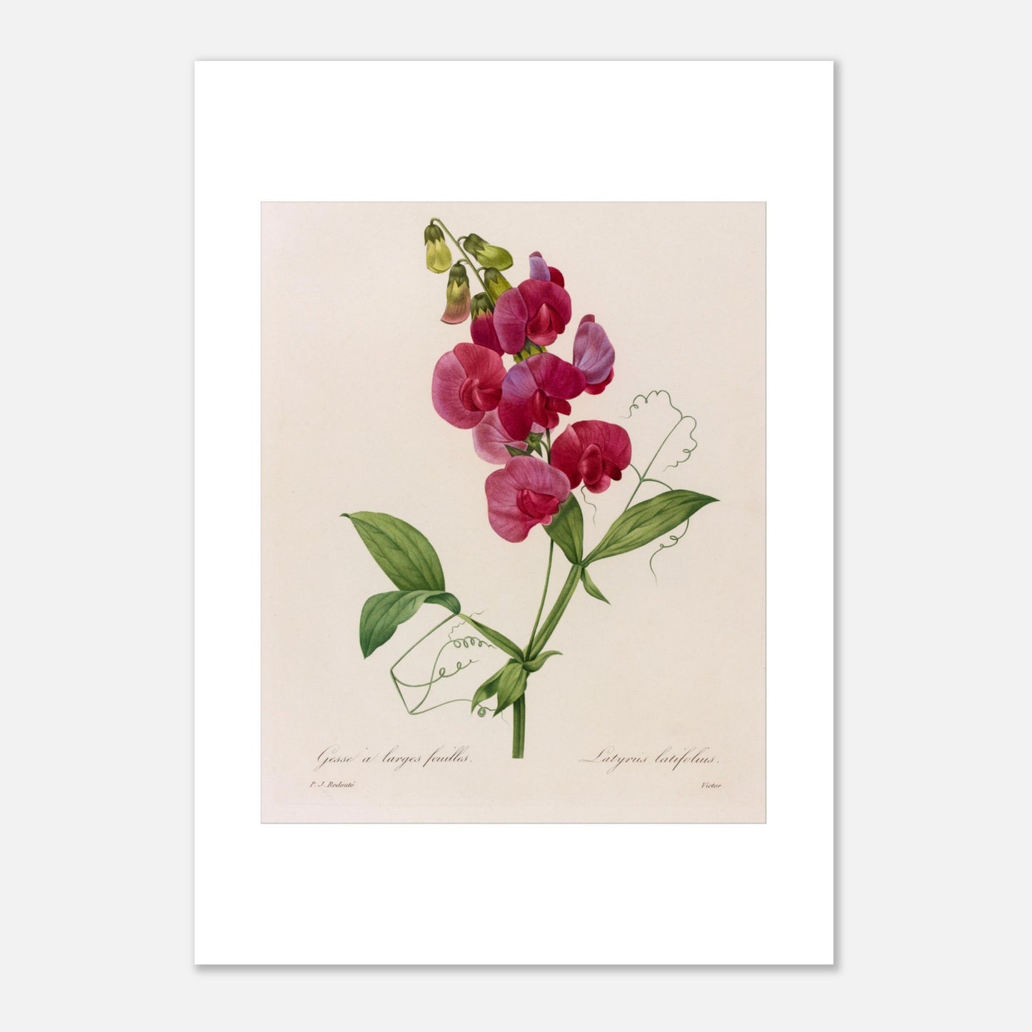 Planche botanique Lathyrus Latifolius (Gesse) de Redouté (21x29,7 cm (A4)). Planche botanique ancienne de Pierre-Joseph Redouté illustrant une plante de pois sauvage (Lathyrus latifolius) avec des fleurs roses vives et des feuilles vertes.