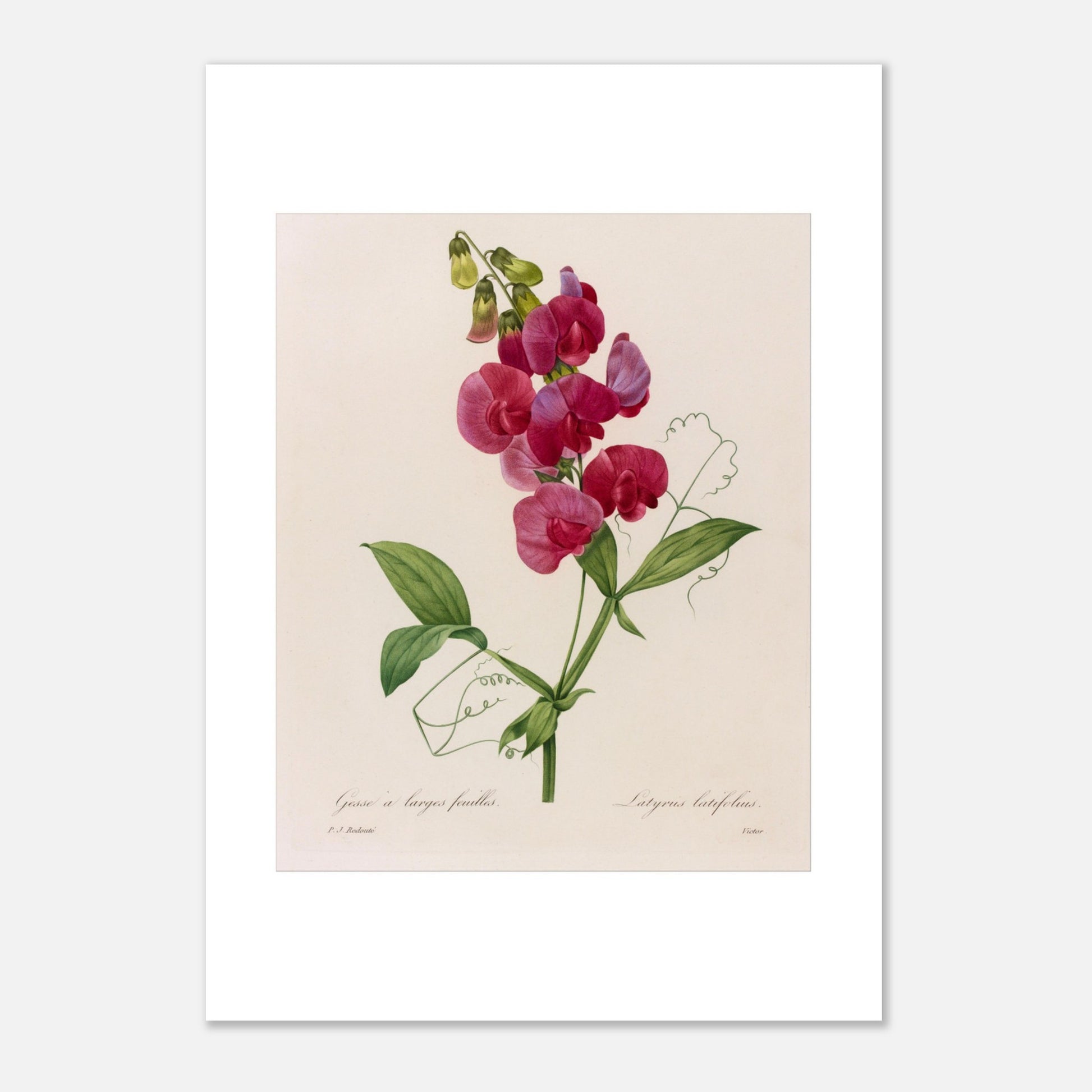Planche botanique Lathyrus Latifolius (Gesse) de Redouté (21x29,7 cm (A4)). Planche botanique ancienne de Pierre-Joseph Redouté illustrant une plante de pois sauvage (Lathyrus latifolius) avec des fleurs roses vives et des feuilles vertes.
