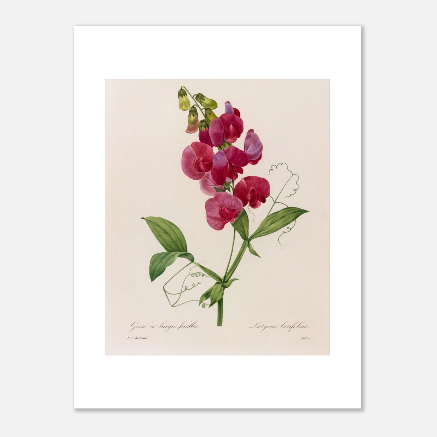 Planche botanique Lathyrus Latifolius (Gesse) de Redouté (30x40 cm). Planche botanique ancienne de Pierre-Joseph Redouté illustrant une plante de pois sauvage (Lathyrus latifolius) avec des fleurs roses vives et des feuilles vertes.