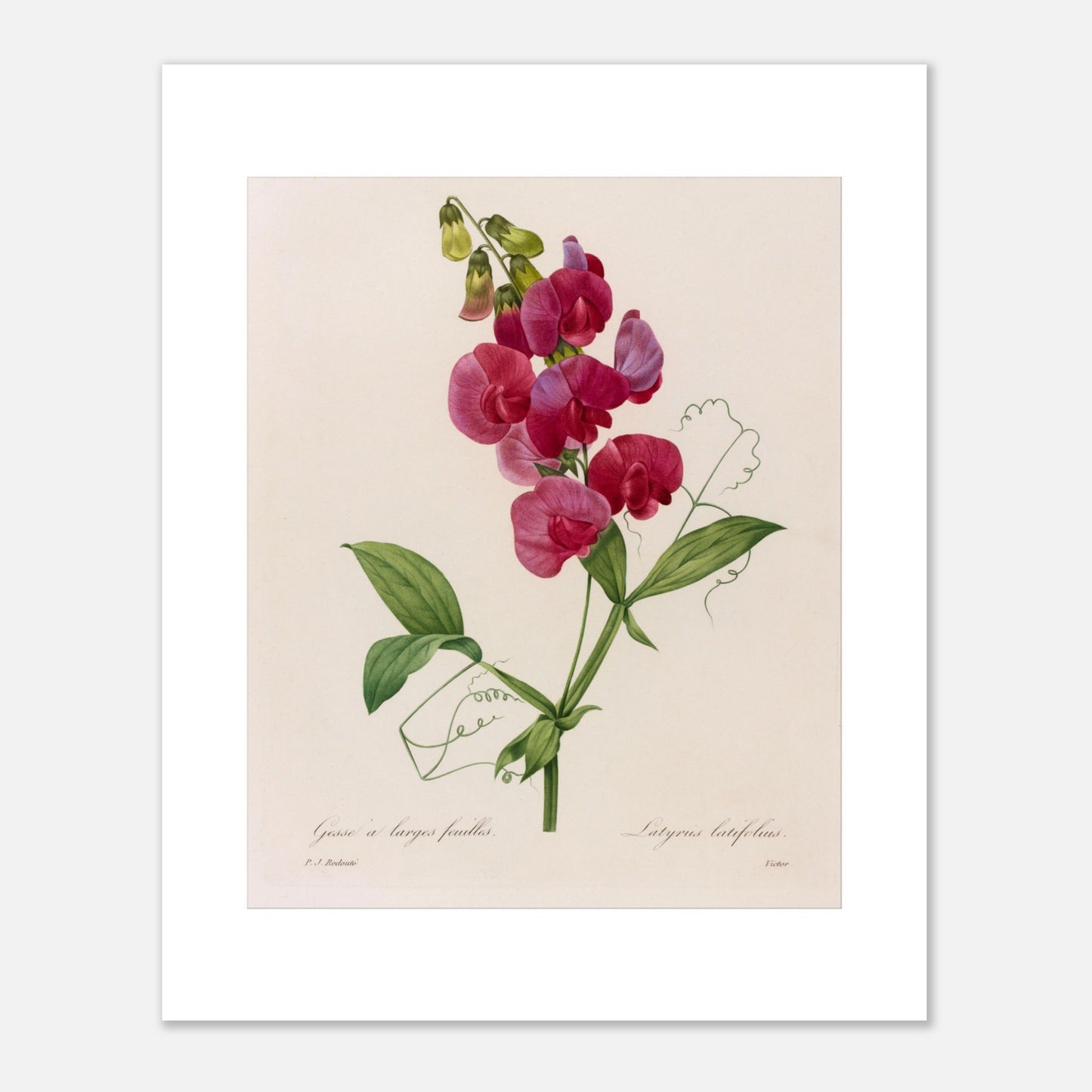 Planche botanique Lathyrus Latifolius (Gesse) de Redouté (40x50 cm). Planche botanique ancienne de Pierre-Joseph Redouté illustrant une plante de pois sauvage (Lathyrus latifolius) avec des fleurs roses vives et des feuilles vertes.