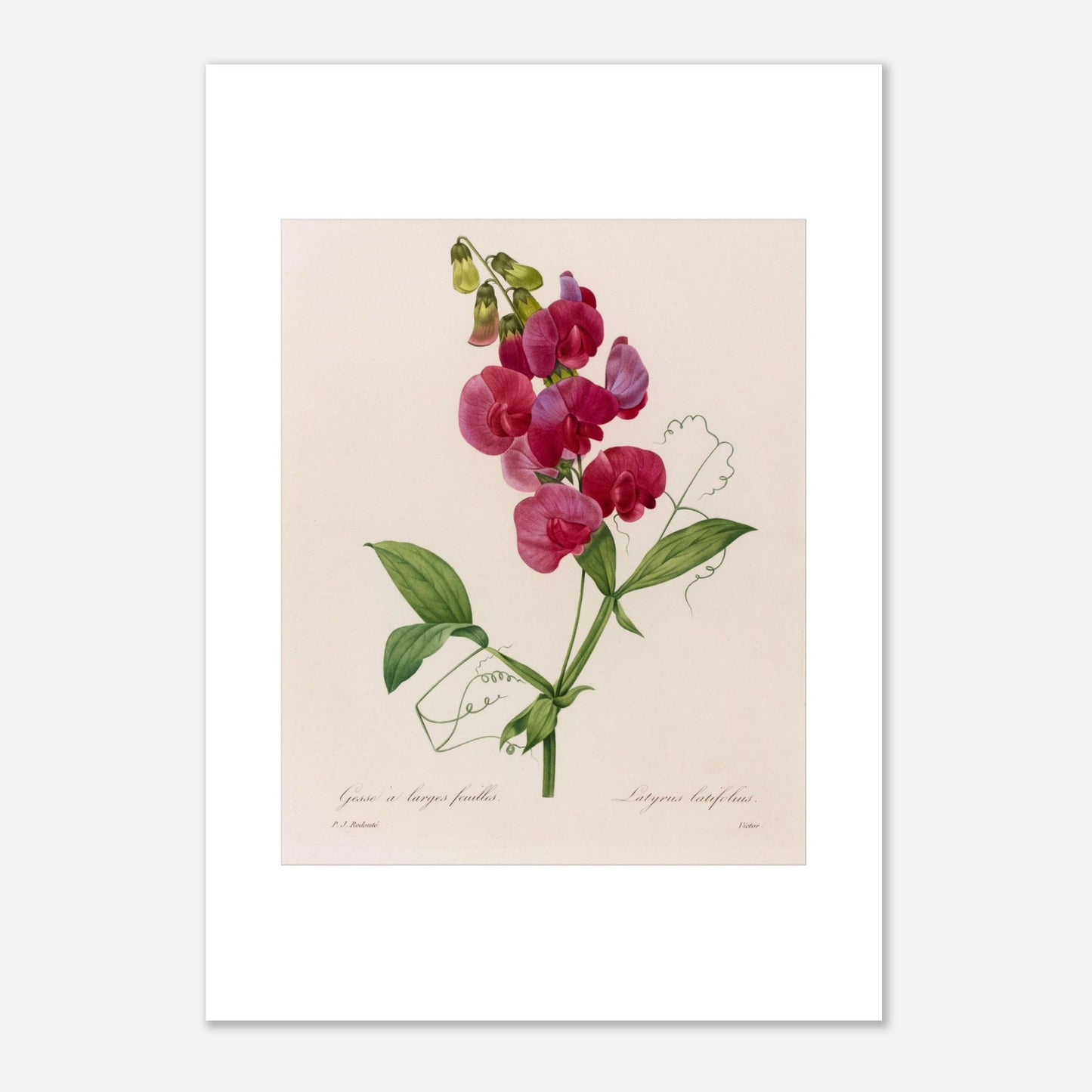 Planche botanique Lathyrus Latifolius (Gesse) de Redouté (42x59,4 cm (A2)). Planche botanique ancienne de Pierre-Joseph Redouté illustrant une plante de pois sauvage (Lathyrus latifolius) avec des fleurs roses vives et des feuilles vertes.