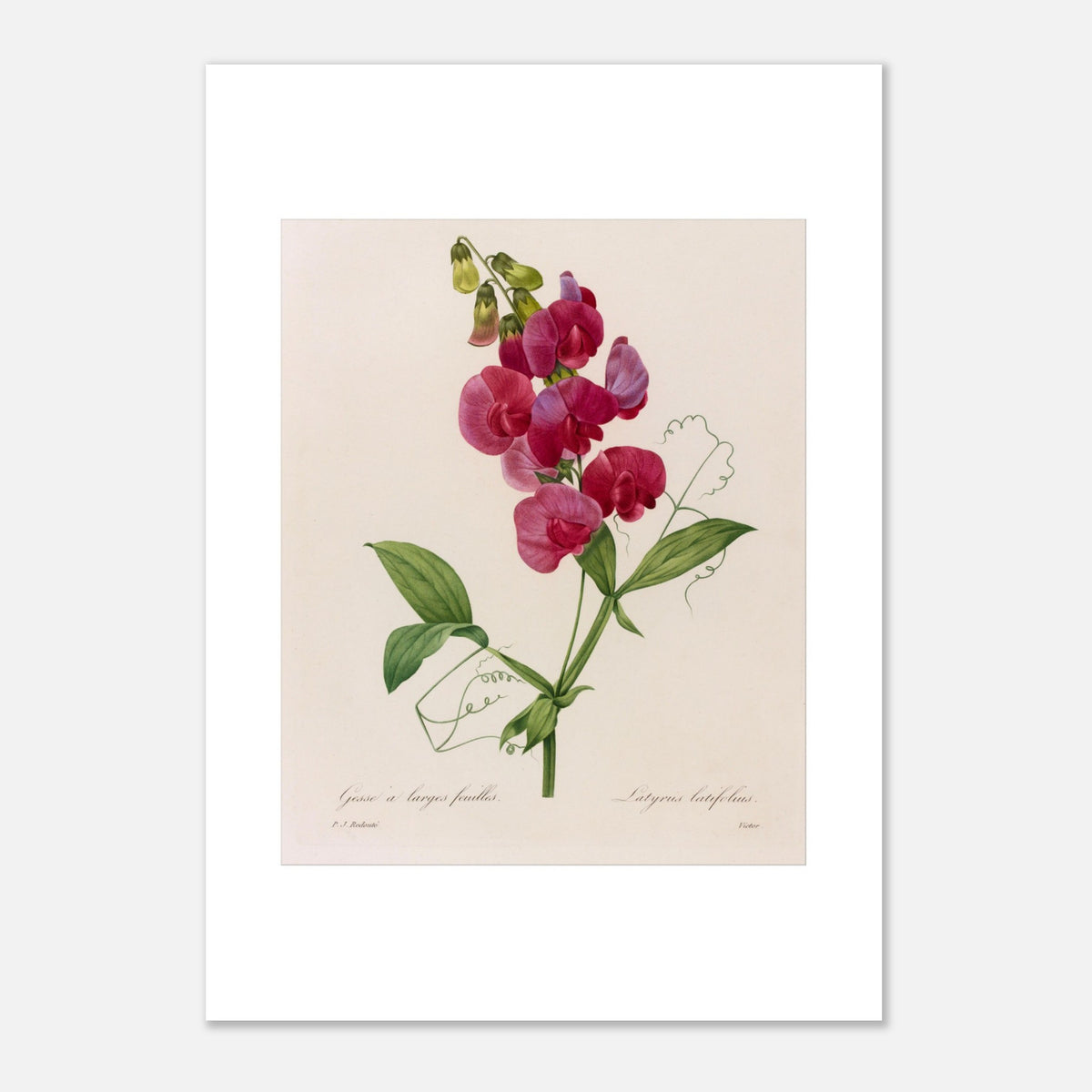Botanical Plate Lathyrus Latifolius (Peavine) by Redouté (42x59,4 cm (A2) / 16.5x23.4″). Antique botanical plate by Pierre-Joseph Redouté illustrating a wild pea plant (Lathyrus latifolius) with bright pink flowers and green leaves.
