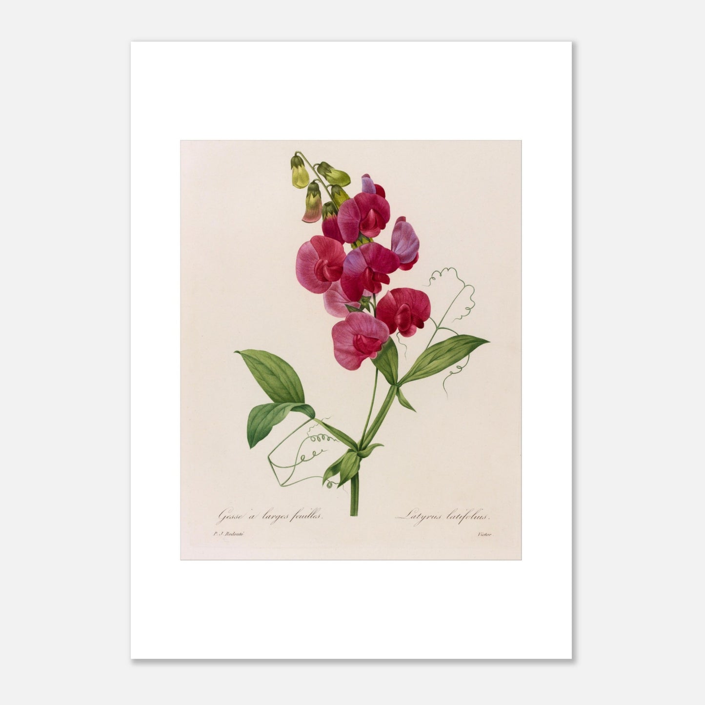 Planche botanique Lathyrus Latifolius (Gesse) de Redouté (50x70 cm). Planche botanique ancienne de Pierre-Joseph Redouté illustrant une plante de pois sauvage (Lathyrus latifolius) avec des fleurs roses vives et des feuilles vertes.