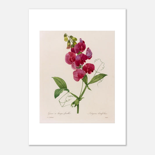 Planche botanique Lathyrus Latifolius (Gesse) de Redouté (50x70 cm). Planche botanique ancienne de Pierre-Joseph Redouté illustrant une plante de pois sauvage (Lathyrus latifolius) avec des fleurs roses vives et des feuilles vertes.