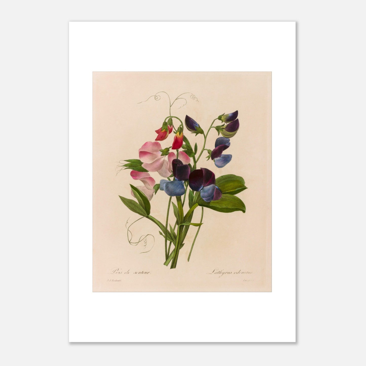 Planche botanique Lathyrus Odoratus (Pois de senteur) par Redouté (21x29,7 cm (A4)). Illustration botanique ancienne par Pierre-Joseph Redouté représentant un bouquet de pois de senteur aux fleurs roses, bleues et pourpres, avec des vrilles et des feuilles vertes.