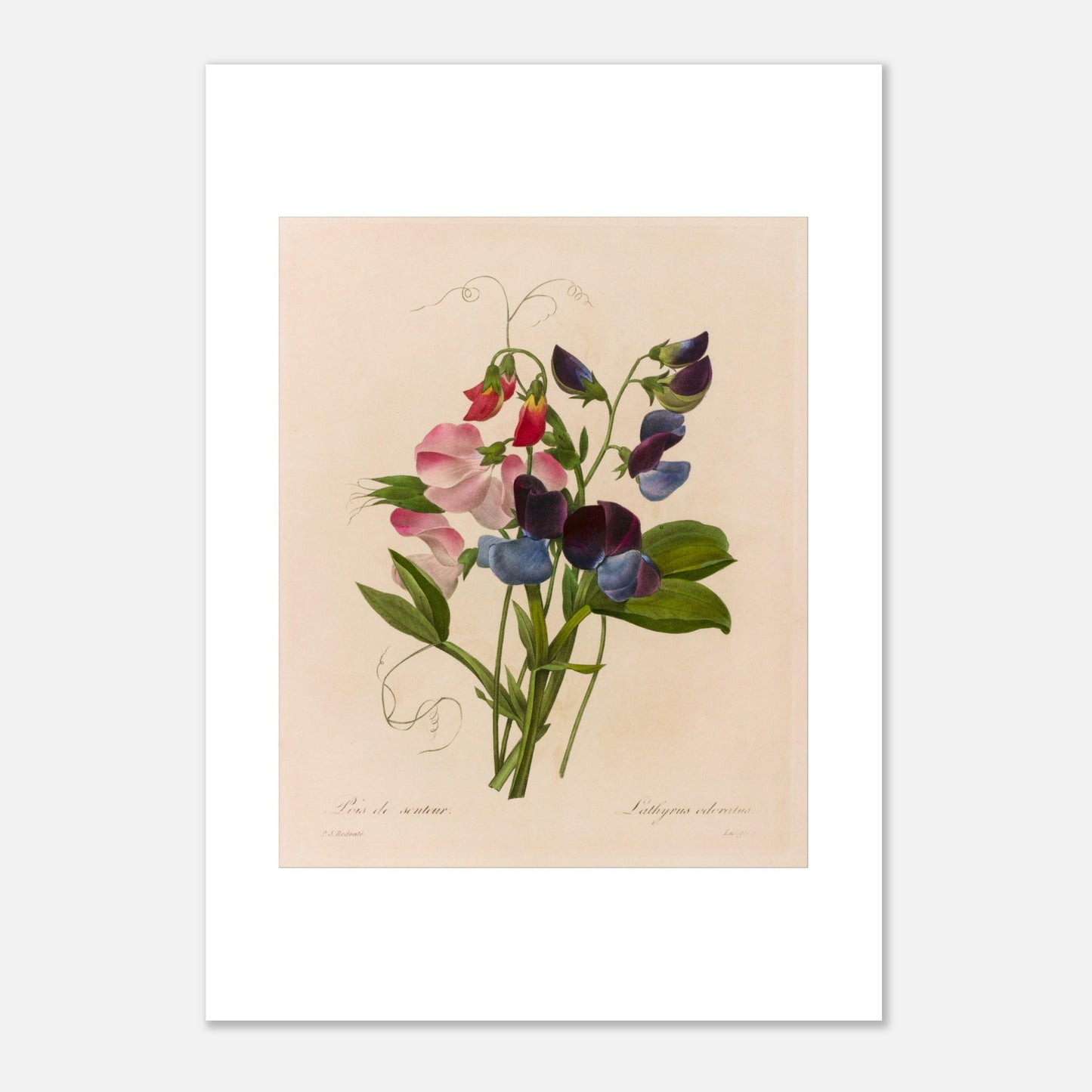 Planche botanique Lathyrus Odoratus (Pois de senteur) par Redouté (29,7x42 cm (A3)). Illustration botanique ancienne par Pierre-Joseph Redouté représentant un bouquet de pois de senteur aux fleurs roses, bleues et pourpres, avec des vrilles et des feuilles vertes.