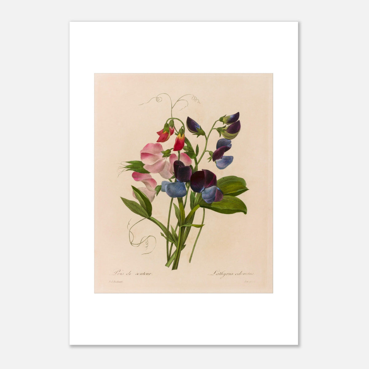 Botanical Plate Lathyrus Odoratus (Sweet Pea) by Redouté (29,7x42 cm (A3) / 11.7x16.5″). Antique botanical illustration by Pierre-Joseph Redouté depicting a bouquet of sweet peas with pink, blue, and purple flowers, with tendrils and green leaves.