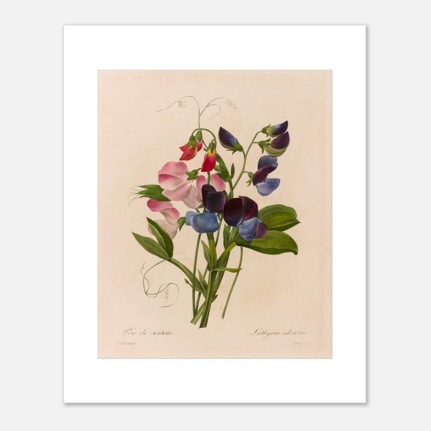 Planche botanique Lathyrus Odoratus (Pois de senteur) par Redouté (40x50 cm). Illustration botanique ancienne par Pierre-Joseph Redouté représentant un bouquet de pois de senteur aux fleurs roses, bleues et pourpres, avec des vrilles et des feuilles vertes.
